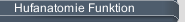 Hufanatomie Funktion