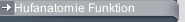 Hufanatomie Funktion